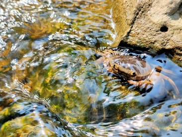 A crab partially submerged in clear water alongside a rock. The water reflects sunlight, creating a shimmering effect, and the crab's eyes and pincers are visible above the surface.