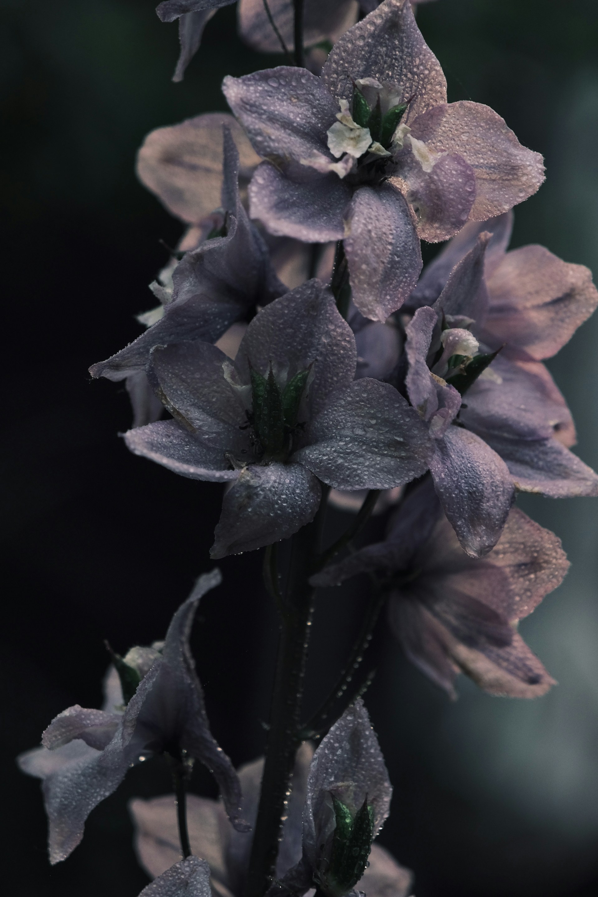 a bunch of purple flowers with water droplets on them