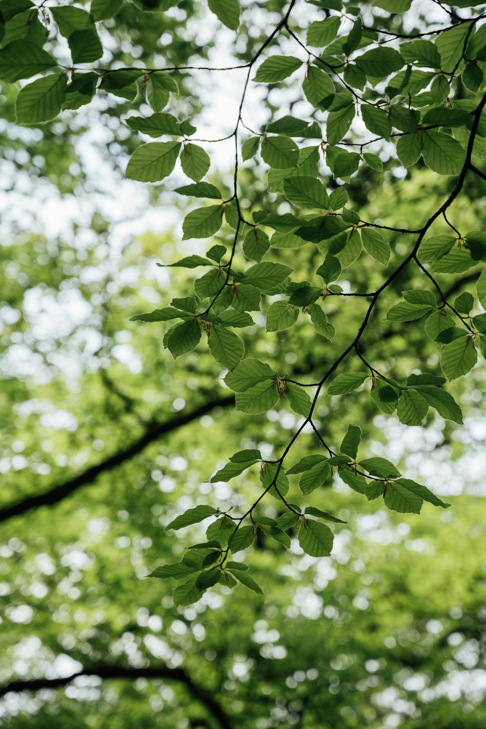 a tree branch with green leaves in the foreground