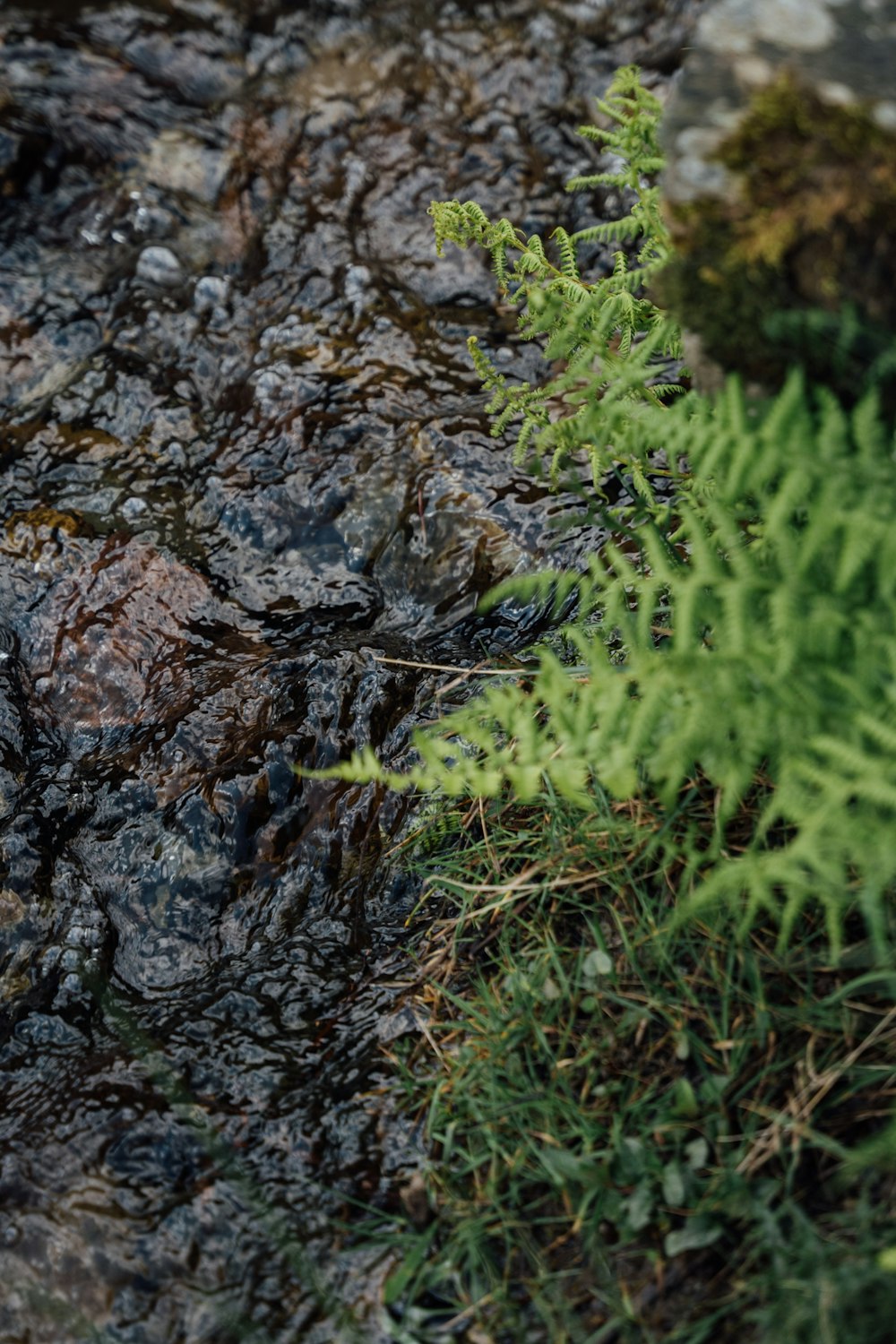 a plant growing out of the rocks in the water