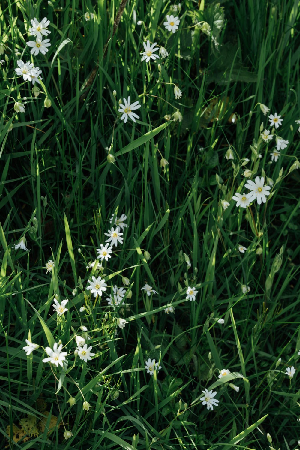 a bunch of flowers that are in the grass