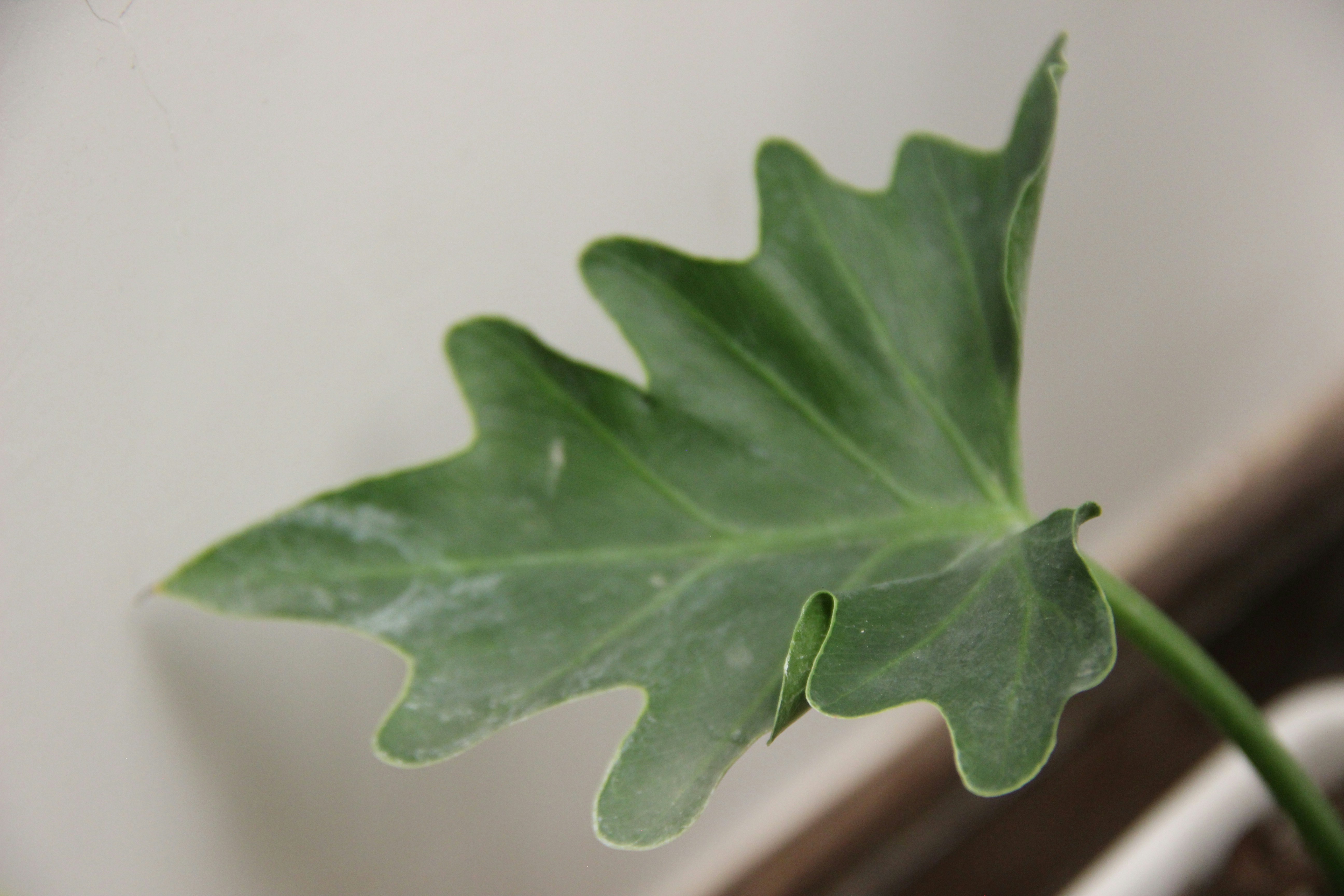 안스리움 클라리네르비움 - a large green leaf on top of a table