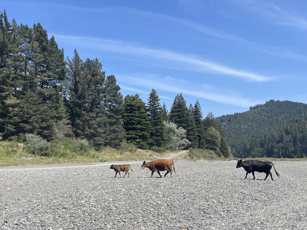 a herd of cattle walking across a gravel road
