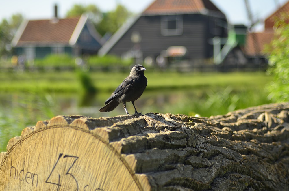 a black bird sitting on top of a tree stump
