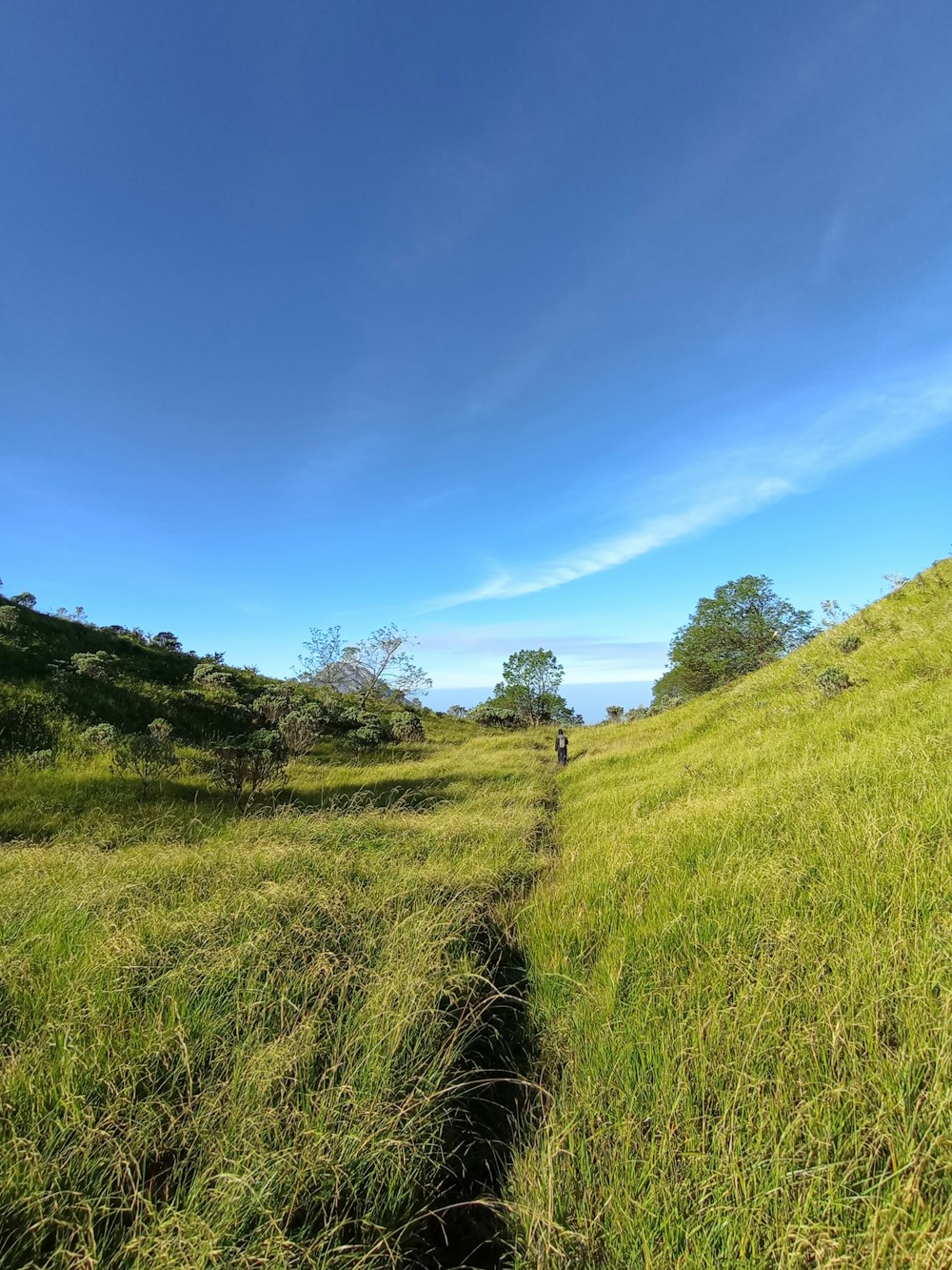 a grassy field with a trail going through it