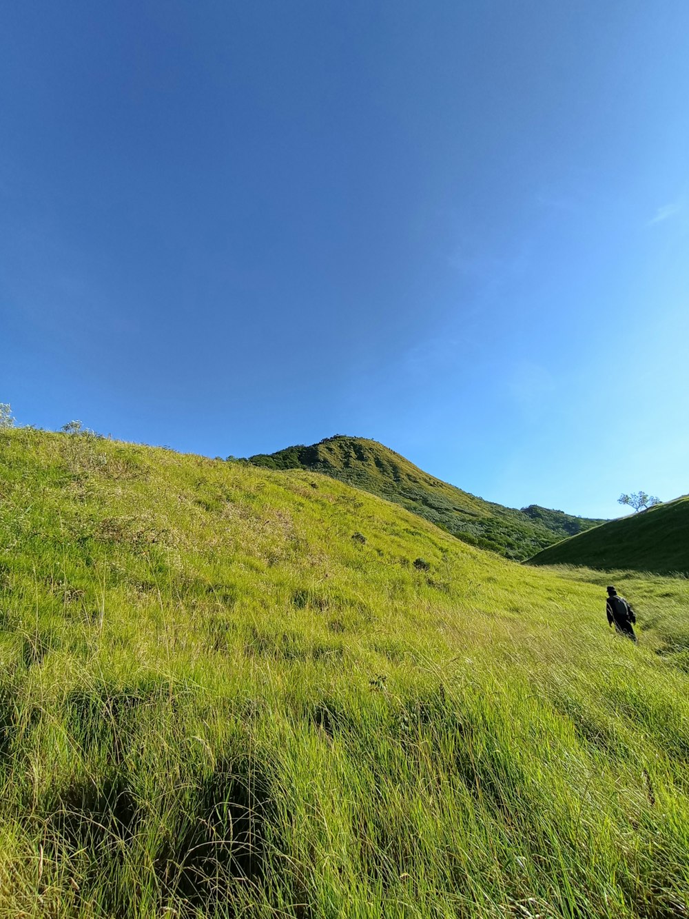 a grassy hill with a dog in the distance