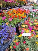 A vibrant display of various flowers in full bloom, arranged in trays on a multi-tiered stand. The flowers are of different colors, including shades of red, pink, yellow, orange, and blue, showcasing a beautiful array of flora. A handwritten price tag is visible among the flowers.