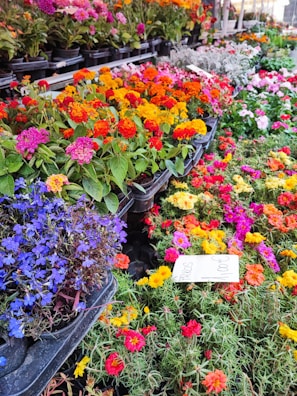 A vibrant display of various flowers in full bloom, arranged in trays on a multi-tiered stand. The flowers are of different colors, including shades of red, pink, yellow, orange, and blue, showcasing a beautiful array of flora. A handwritten price tag is visible among the flowers.