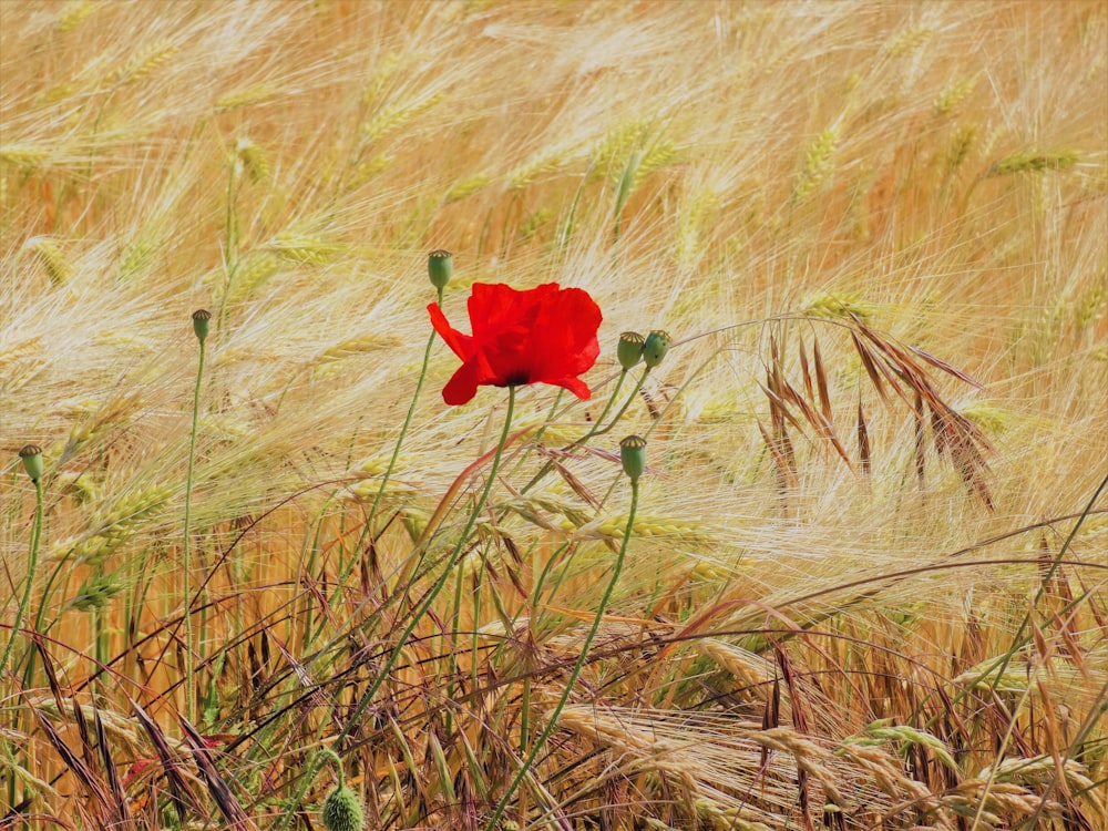 a red flower in a field of tall grass