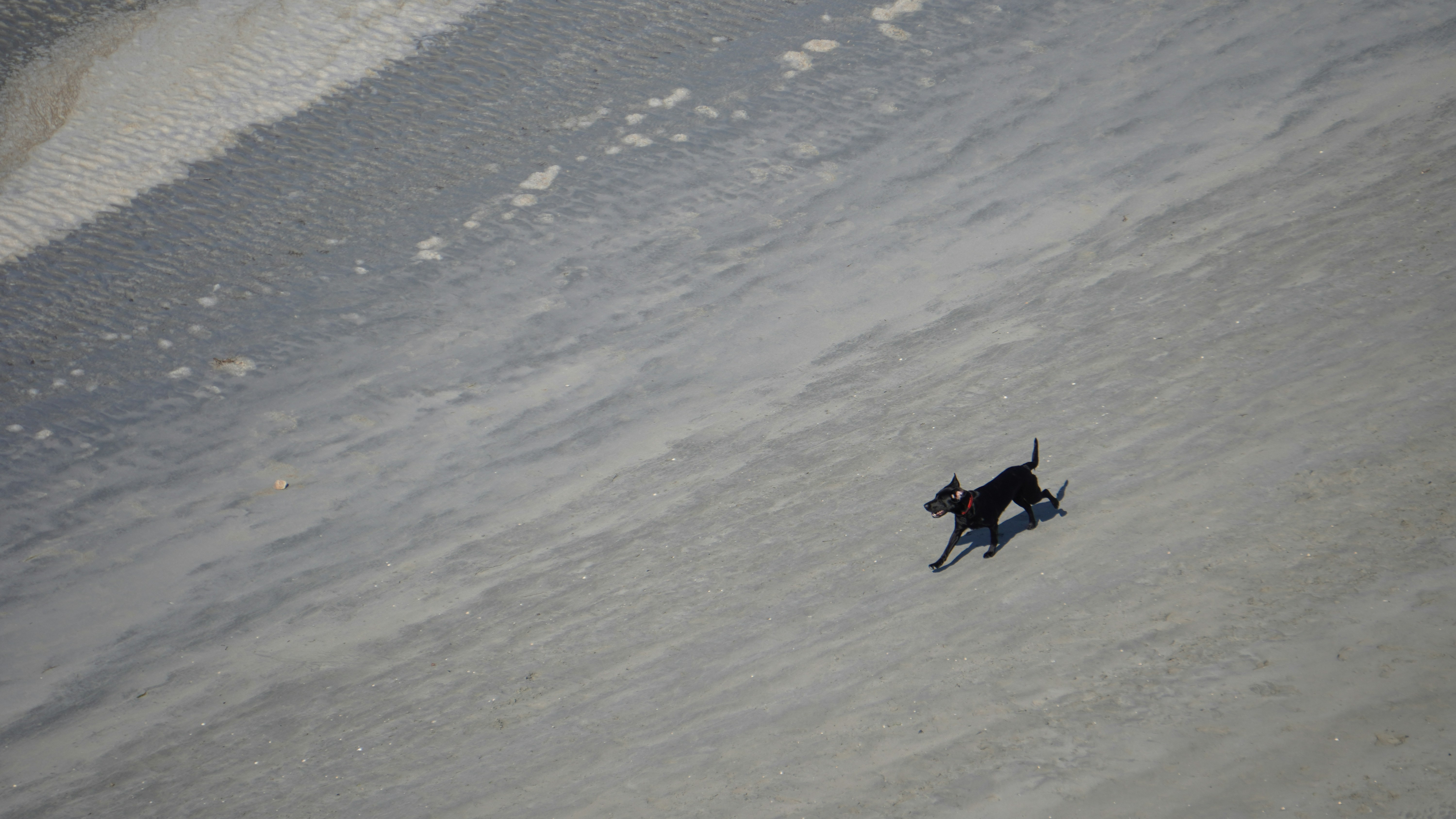 Drone company rescues dog missing for nine days