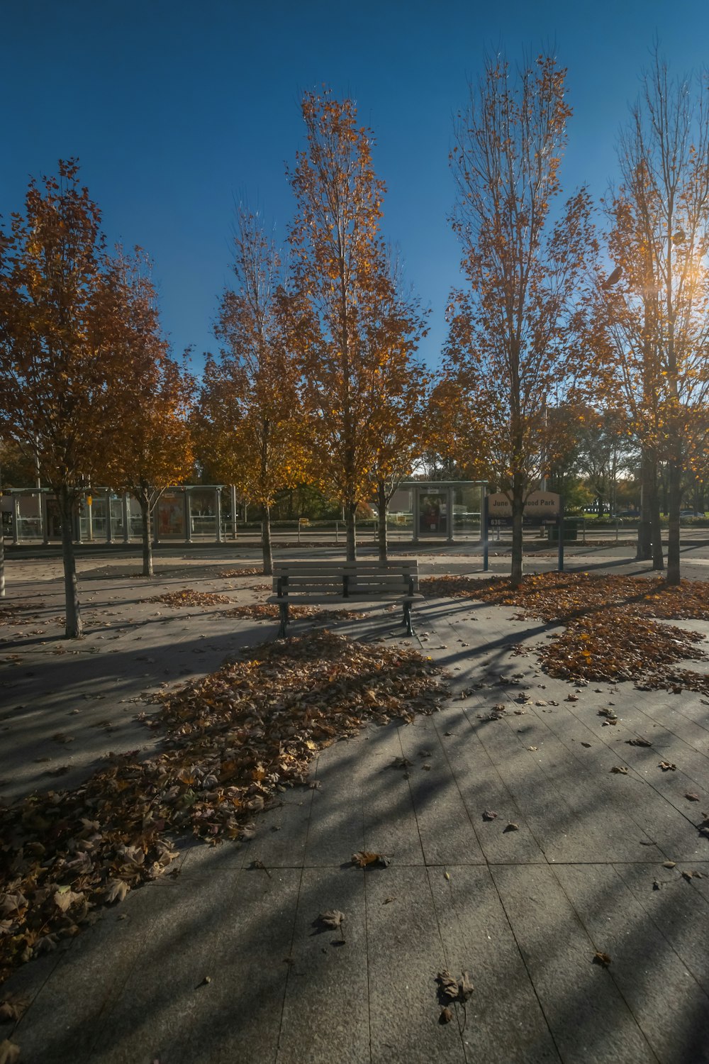 the sun shines through the trees in the park