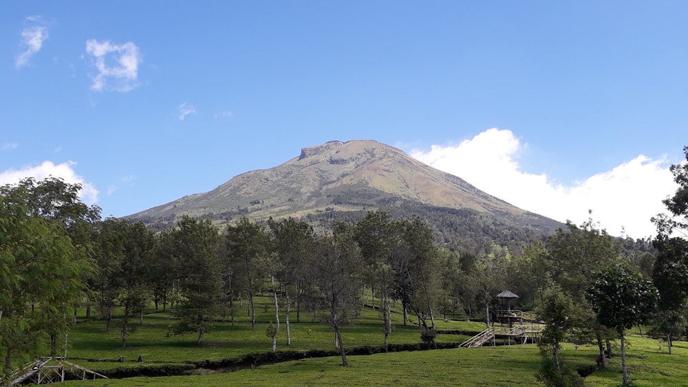 a lush green field with a mountain in the background