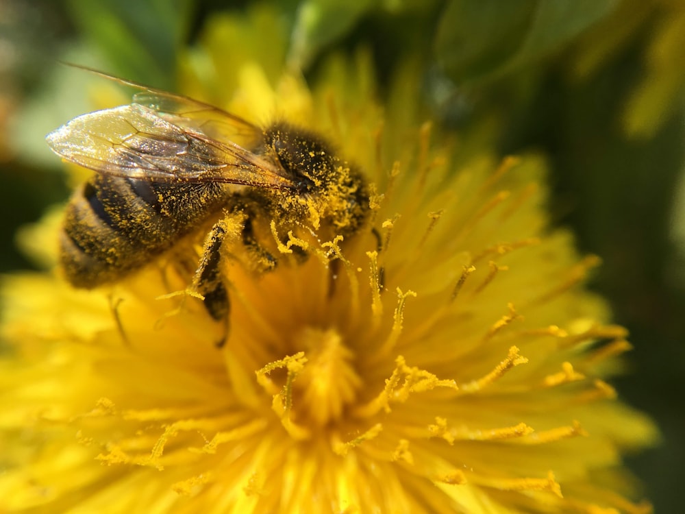 a close up of a bee on a flower