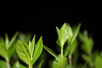 Close-up of a vibrant product photo with sharp focus and clean background.
