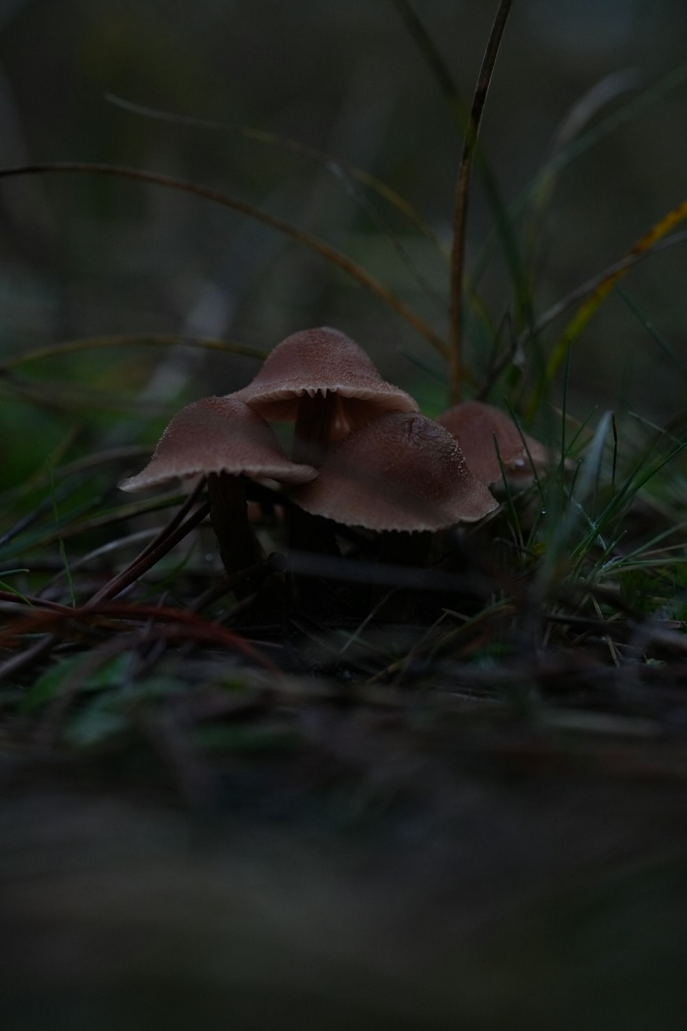 a mushroom sitting on the ground in the grass