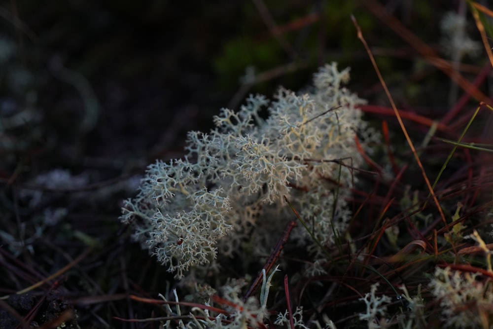 a close up of a plant covered in lichen