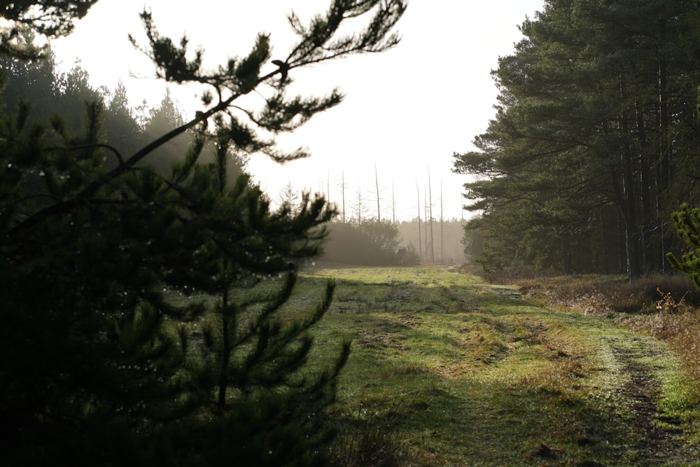 a path in the middle of a forest