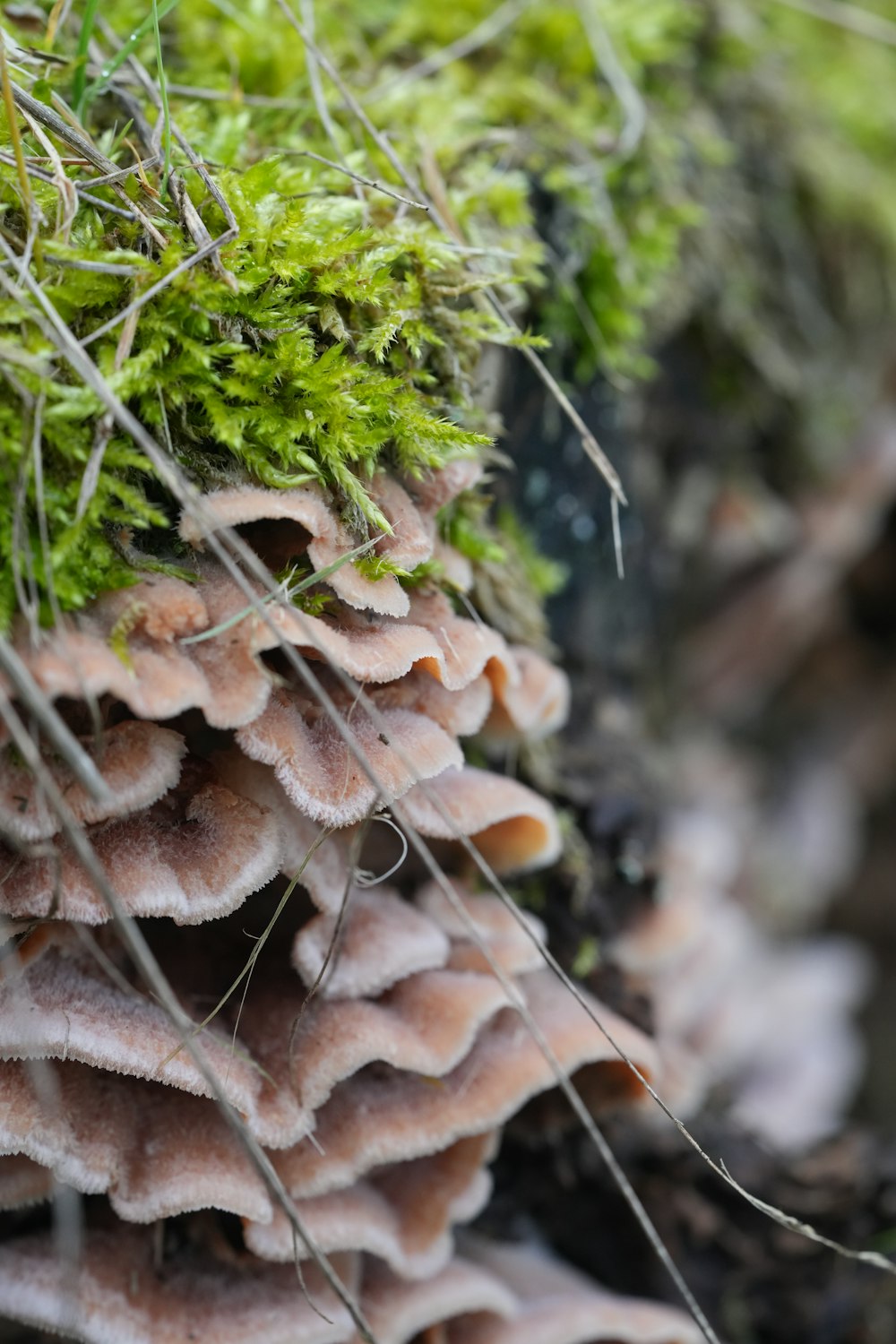 a close up of a bunch of moss growing on a tree