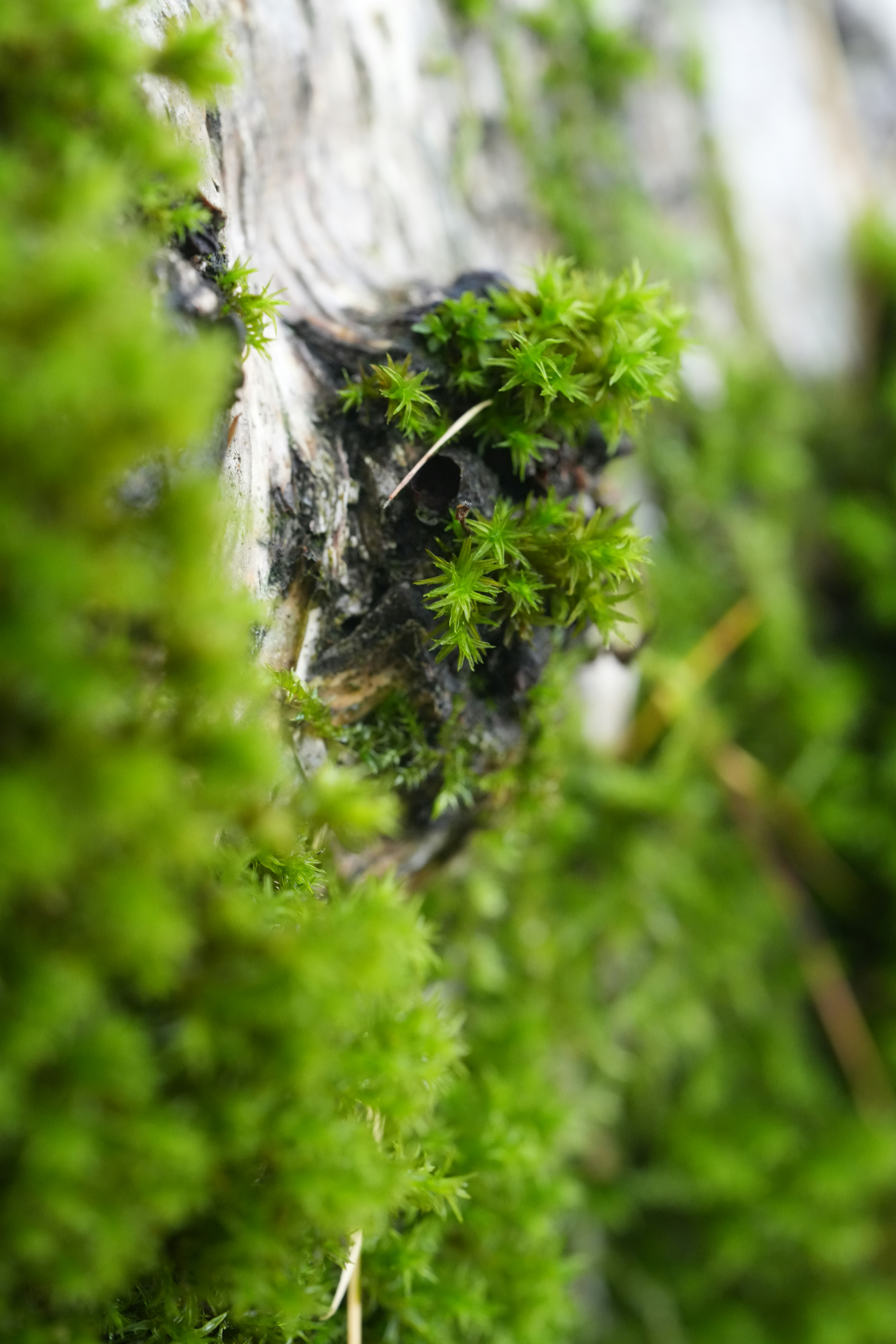 Photo by lavievagabonde