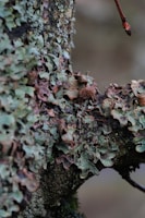 A close-up of a tree trunk covered in a dense growth of lichen. The lichen shows various shades of green and brown, with a rough and uneven texture. A small branch extends from the trunk, displaying a smooth surface and a reddish hue.