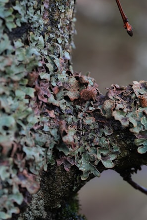A close-up of a tree trunk covered in a dense growth of lichen. The lichen shows various shades of green and brown, with a rough and uneven texture. A small branch extends from the trunk, displaying a smooth surface and a reddish hue.