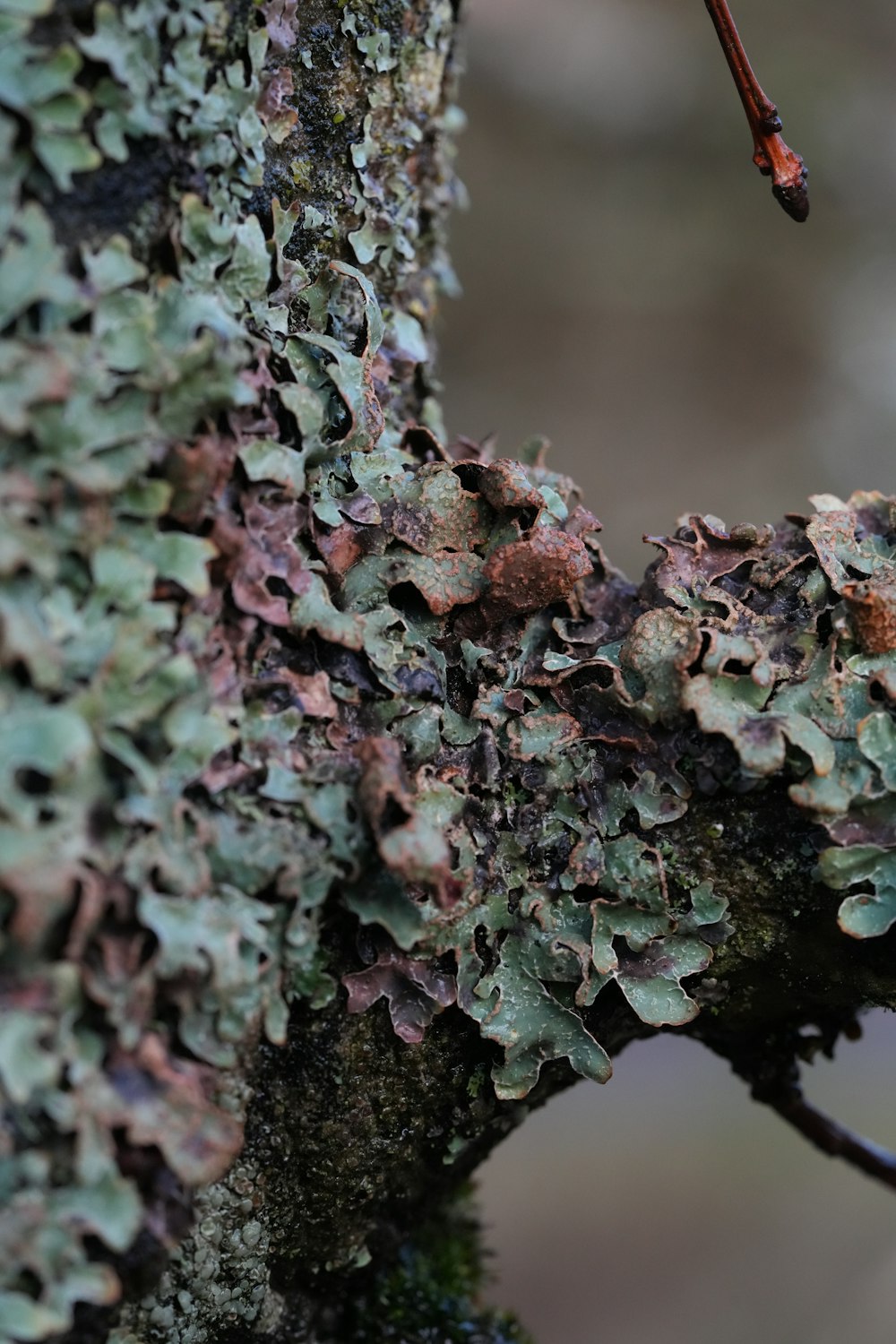 a close up of a tree with moss growing on it