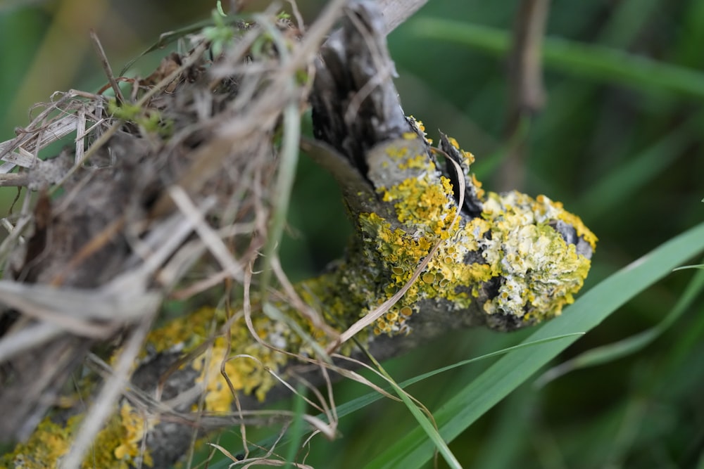 a close up of a plant with yellow flowers