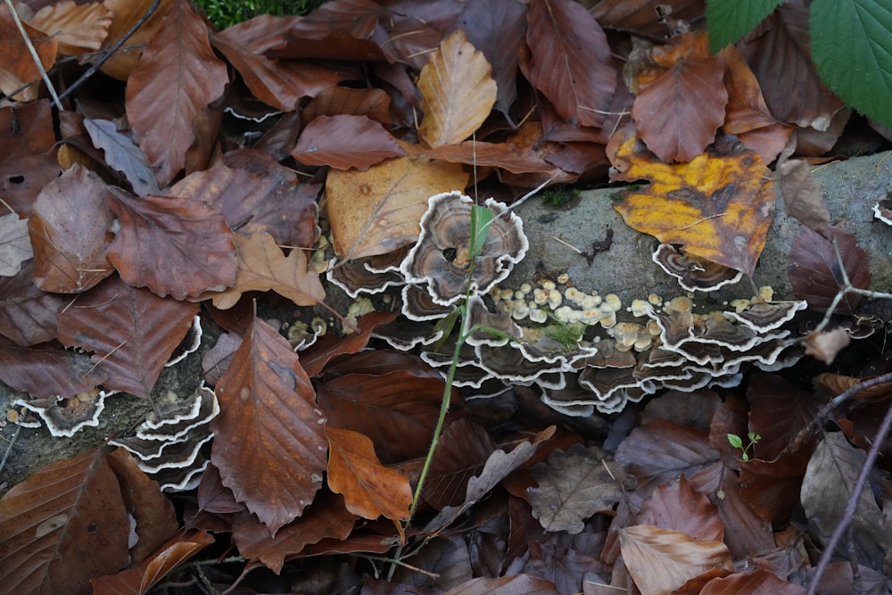 a close up of a mushroom on a rock surrounded by leaves