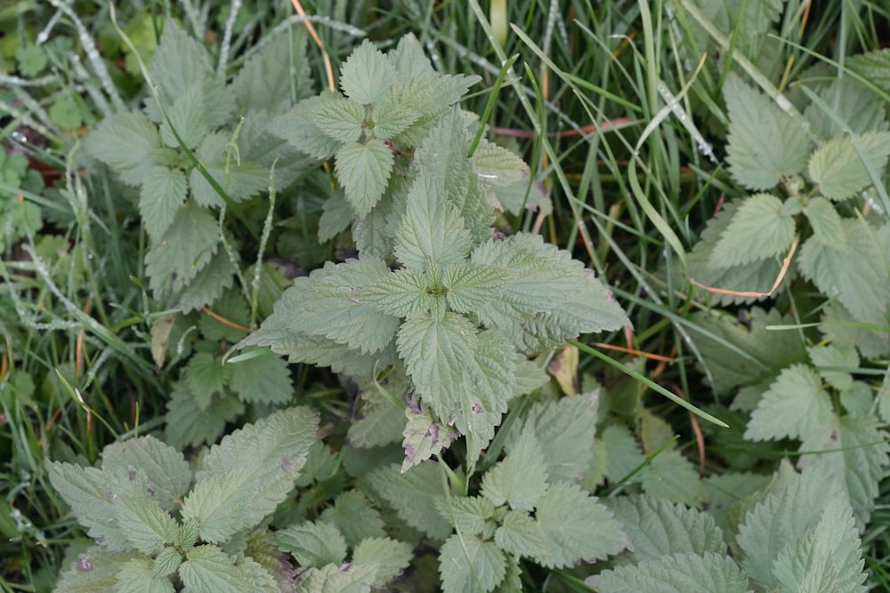 a close up of a green plant with leaves