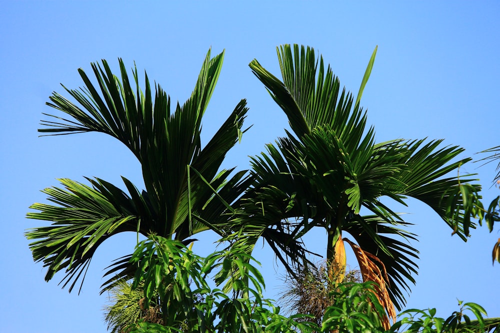 a couple of palm trees with a blue sky in the background