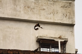 A bird is captured mid-flight against a backdrop of a concrete building wall. Below it, a second bird is perched on a ledge or brick structure near a window. The scene is set in an urban environment, with muted colors and a focus on the birds' movement and positioning.