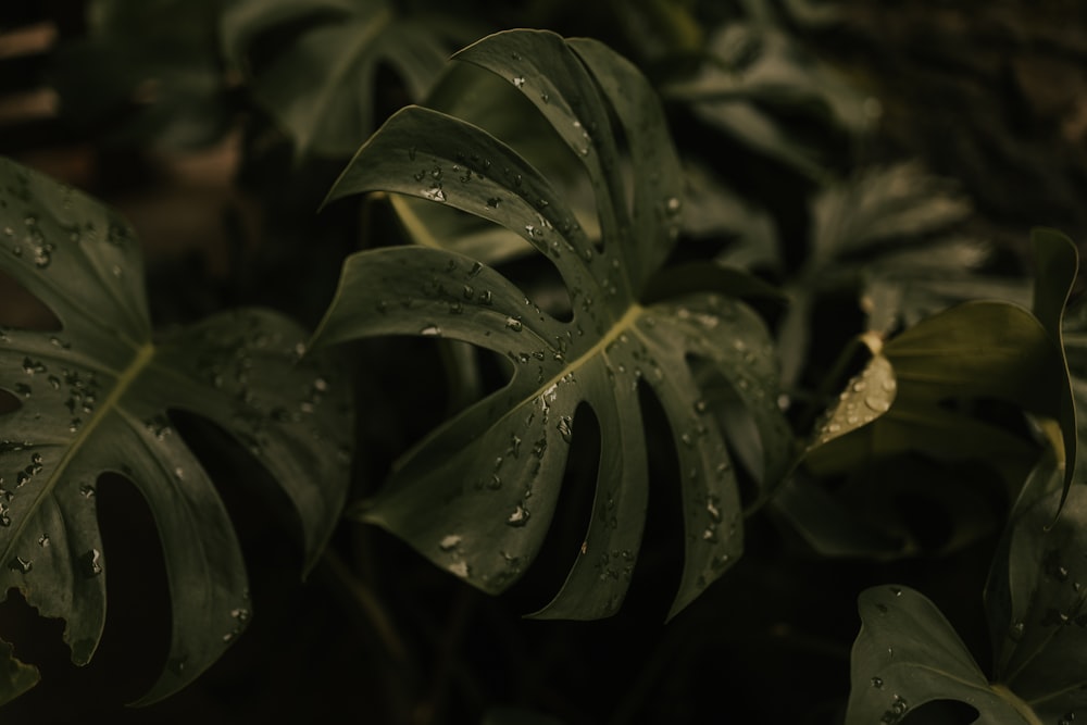 a close up of a plant with water droplets on it