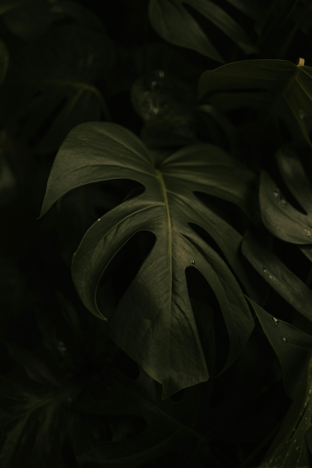 a close up of a plant with water droplets on it