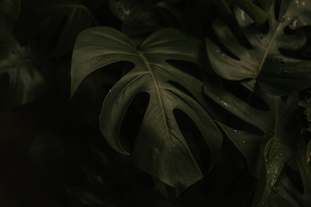 a close up of a plant with green leaves