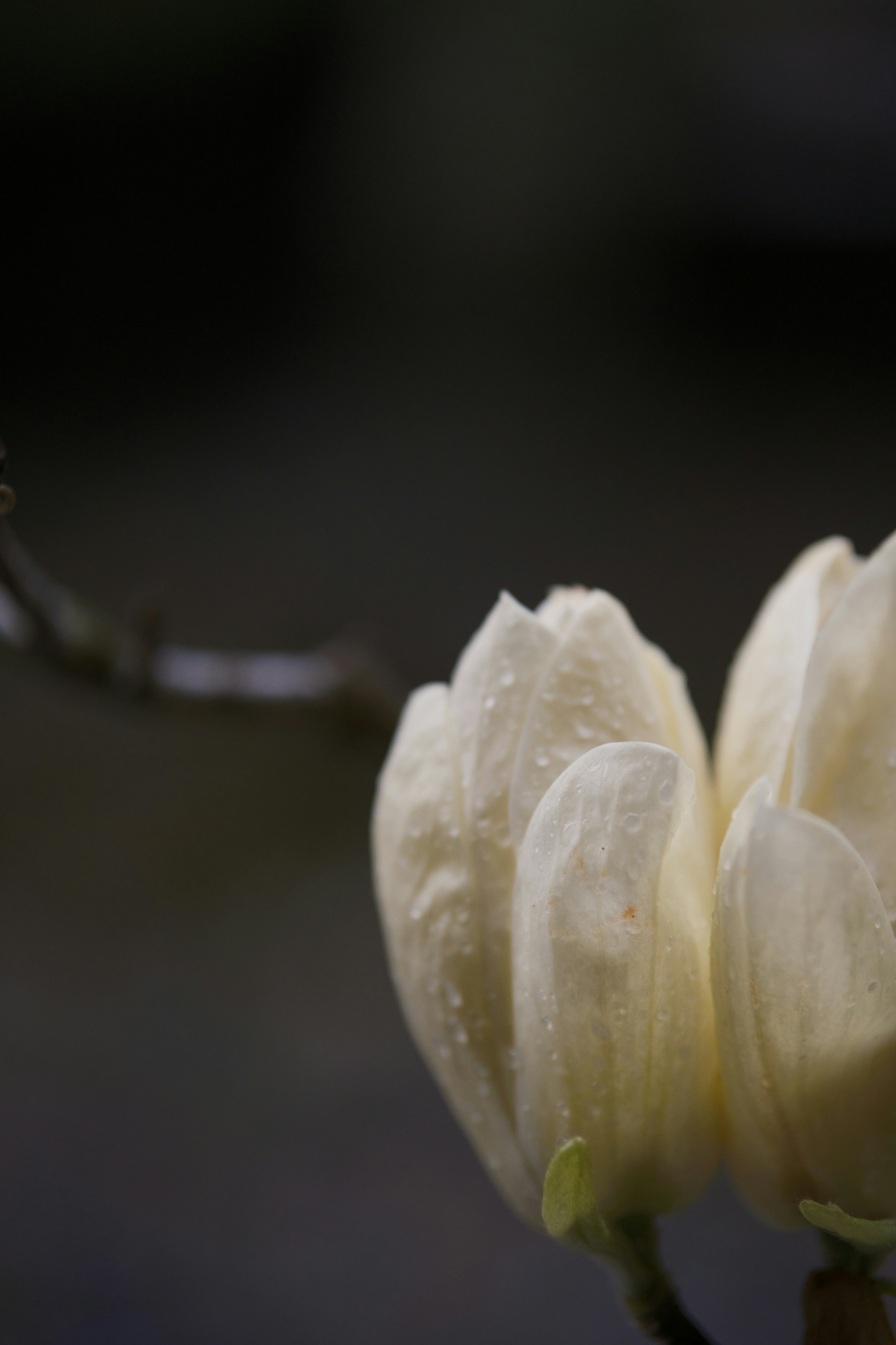 a close up of a flower with water droplets on it