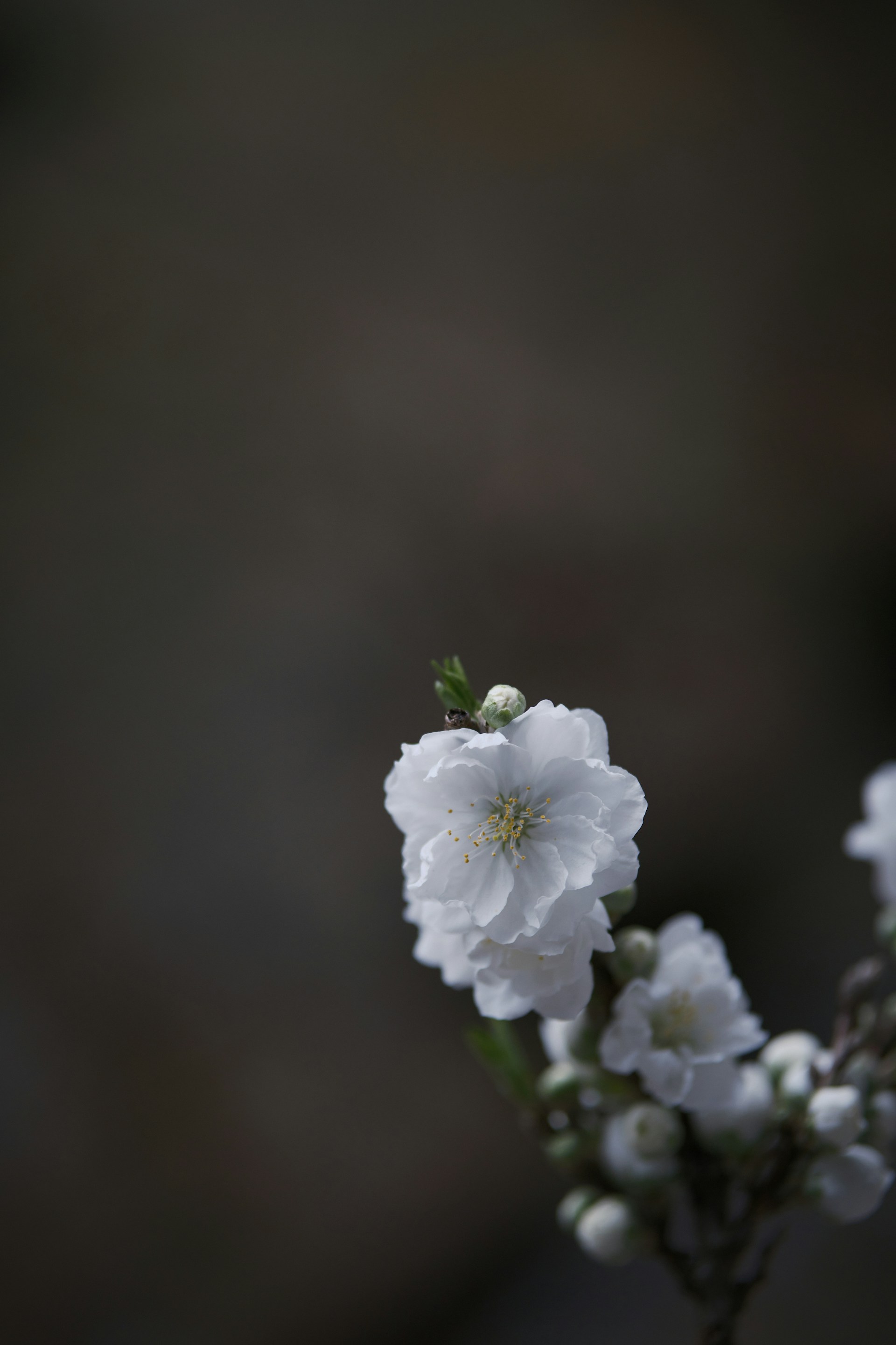a close up of a white flower on a branch