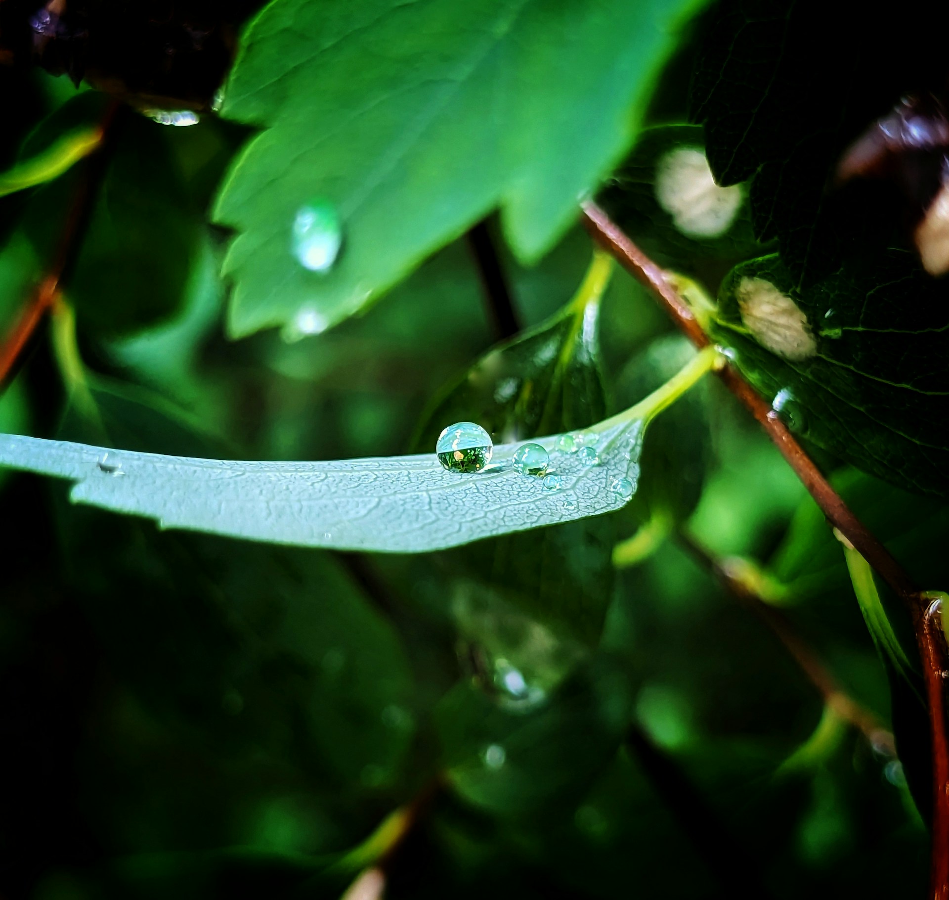 Close-up of vibrant tropical leaves with dew drops, highlighting nature's delicate details.