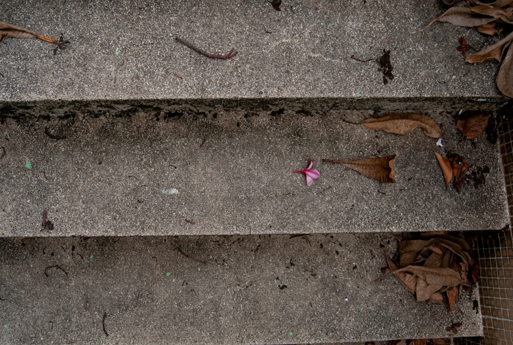 a flower that is sitting on the ground