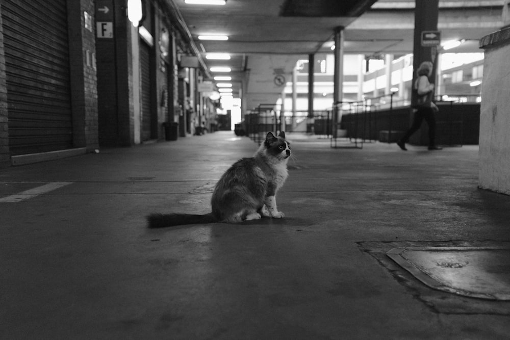 a cat sitting on the ground in a building