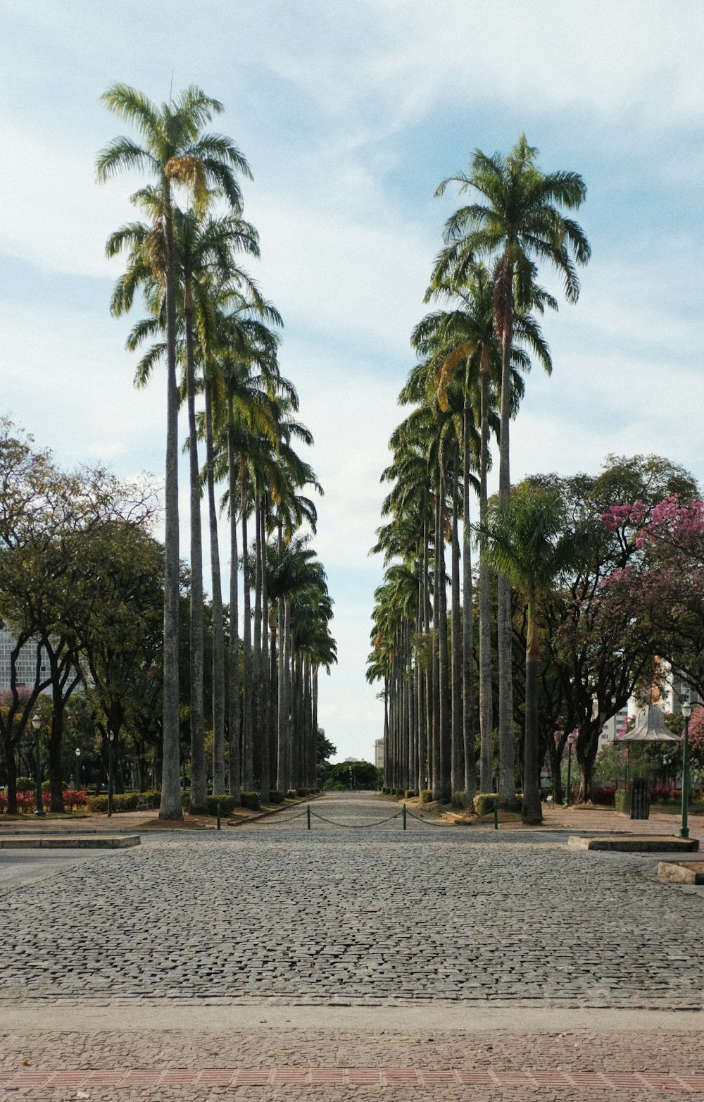 a park with a lot of palm trees
