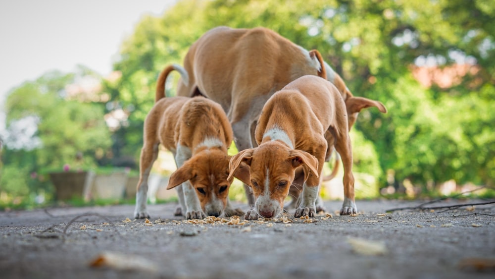 隣り合って立っている3匹の犬のグループ