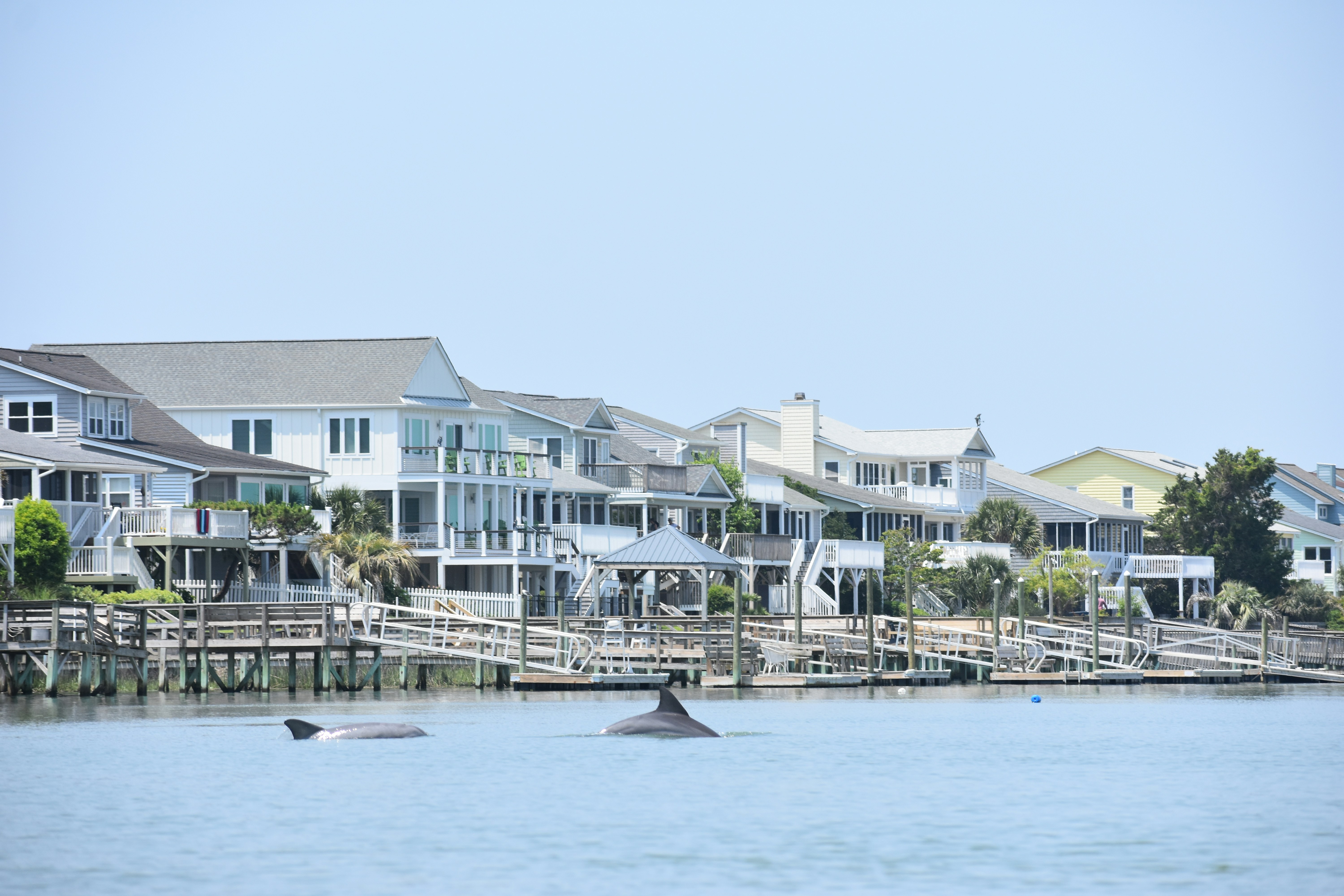 two dolphins swimming in the water near a row of houses, Dolphin feeding at Sunset Beach