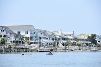 A calm coastal scene featuring waterfront homes with large windows and spacious balconies, lined along a wooden boardwalk. The water is tranquil, with a pair of dolphins swimming near the surface.