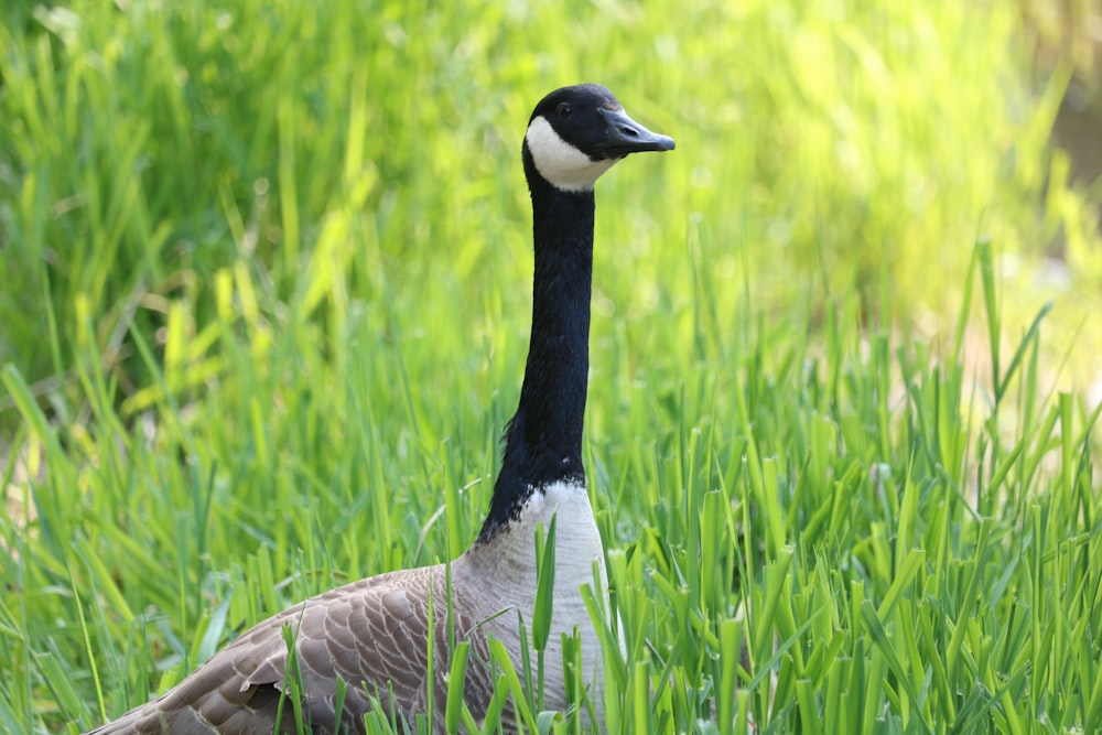 a goose is standing in the tall grass