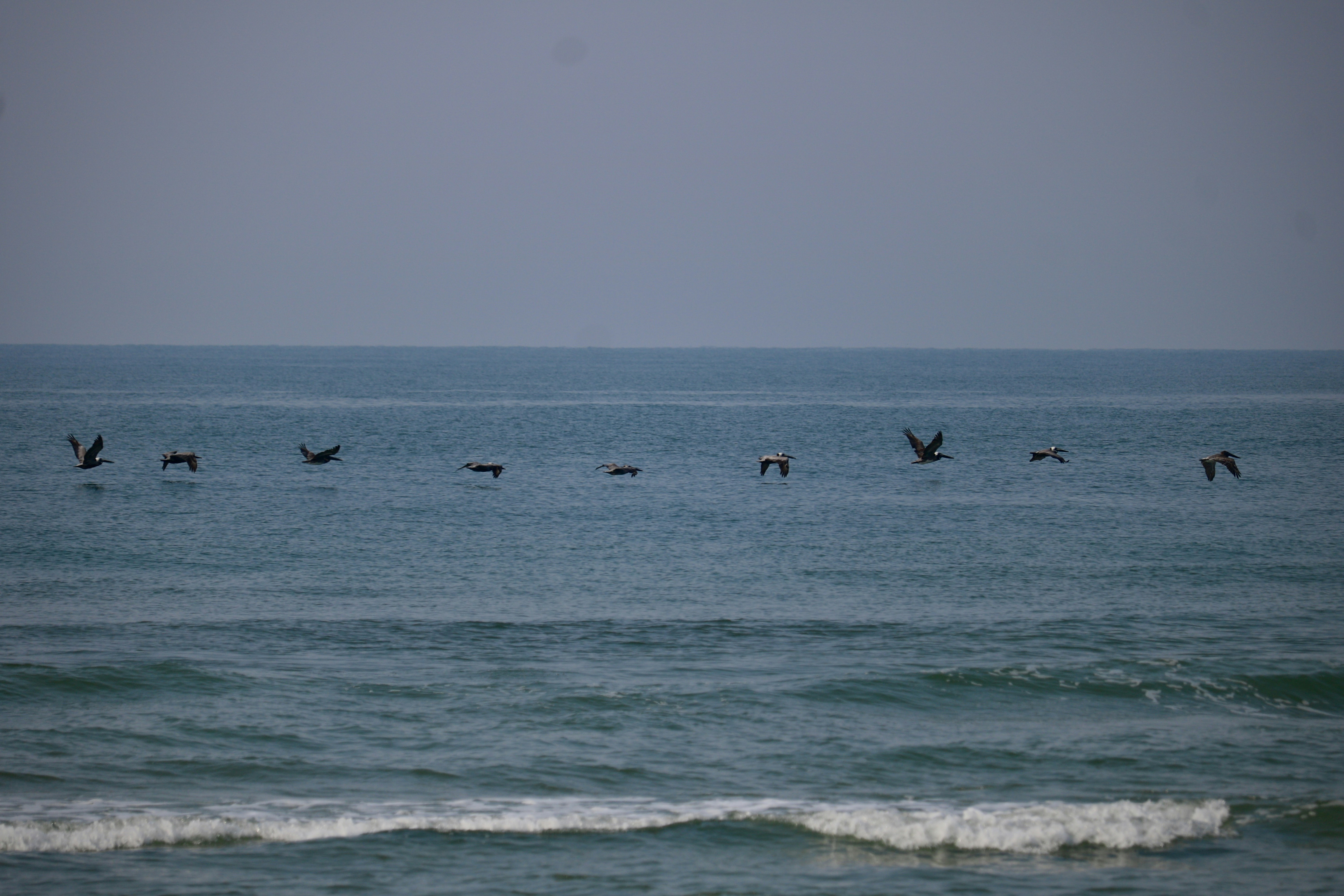 海の上を飛ぶ鳥の群れ