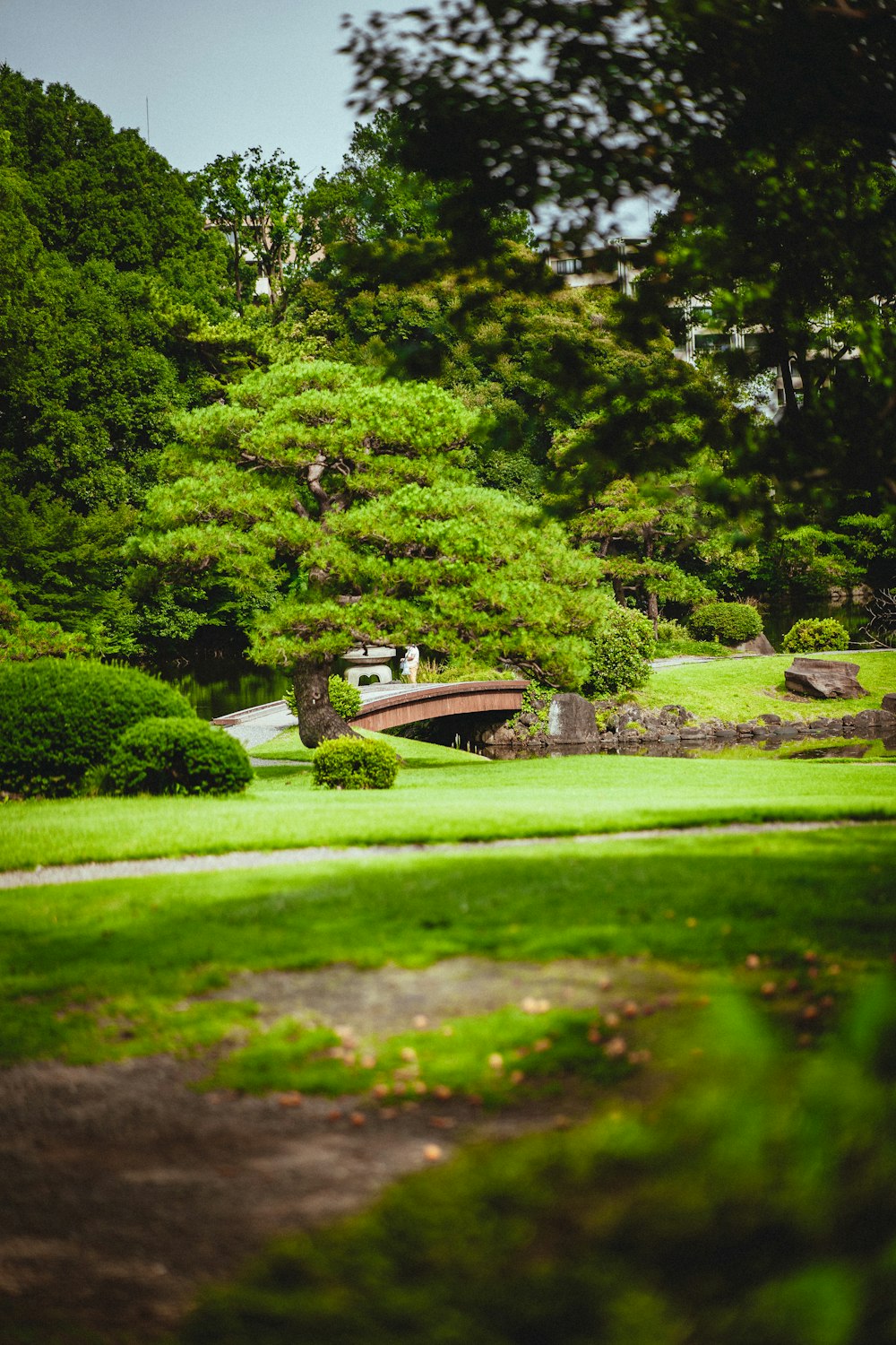 a green park with a bridge and trees