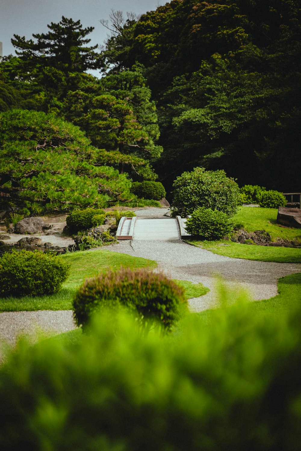 a path through a lush green forest filled with trees