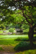a park with a pond and a bridge in the middle of it