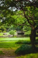 a park with a pond and a bridge in the middle of it