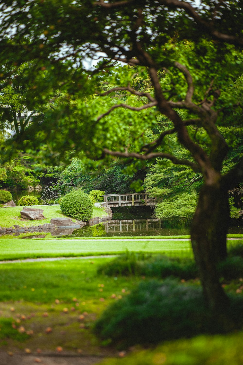 a park with a pond and a bridge in the middle of it